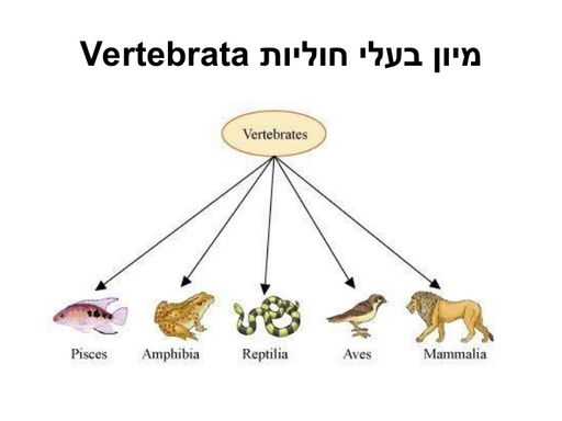 דו חיים בישראל