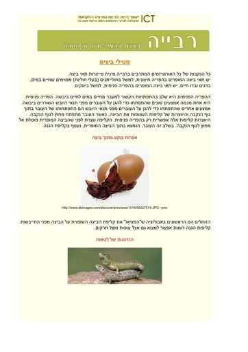 מבנה ביצת העוף