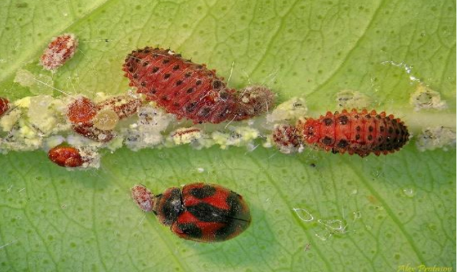 כנס הדברה.png